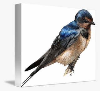 Graphic Free Stock Barn Swallow By Roger Hall - Drawing