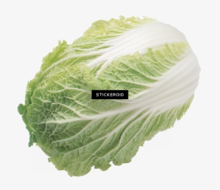 Salad - 包 心 白菜