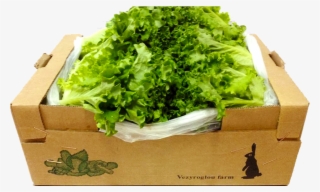 Batavia 6 Kg - Leaf Vegetable