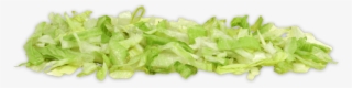 Endive