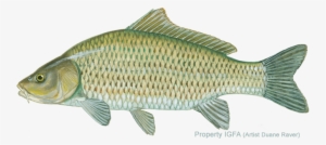 All-tackle Length Records - Common Asian Carp