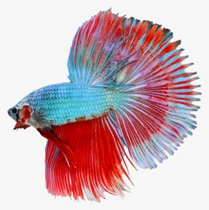 Betta Png Transparent Image - Halfmoon Betta Png