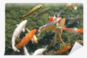 Koi