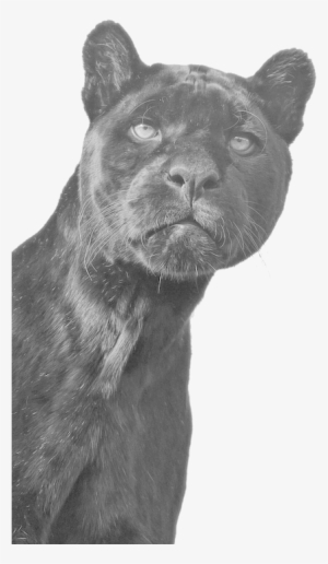 Animal, Black, And Panther Image - Big Black Cats Called