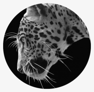 Jaguar Black Background Wallpaper 494929 - Jaguar