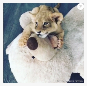 Lewis Hamilton À La Black Jaguar - Black Jaguar White Tiger Foundation Small