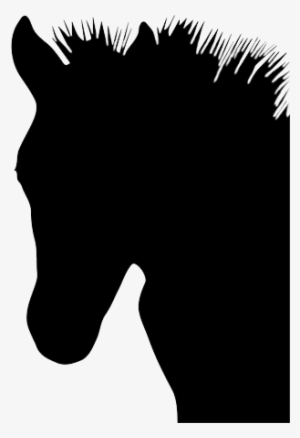 Head Of Foal - Horse