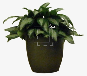 Potted House Plant - Potted Plant Photoshop
