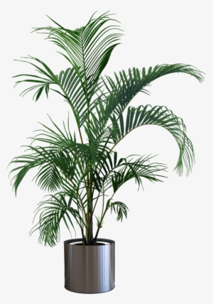 Indoor Plants Png - Plant In Pot Png