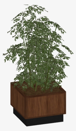 Potted Plant Wood 2 - Sageretia Theezans