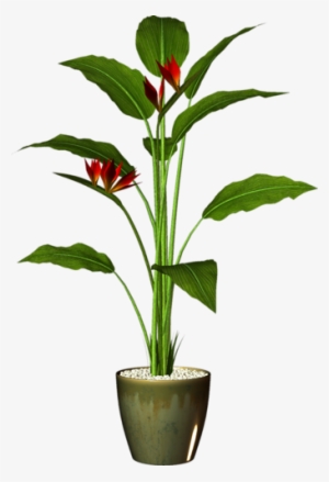 Garden Pot Plant - Pot Plant Png