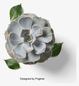 Fresh And Fleshy Plant Potted, Multi Meat, Plant, Potted - Desert Rose