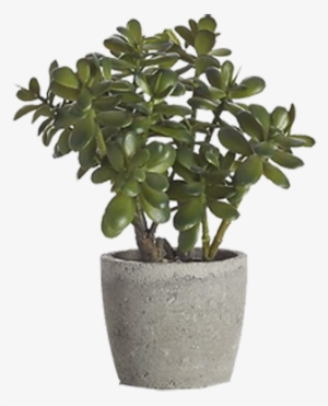 Desk Plant Transparent Png