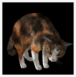 Free Cat Png Images