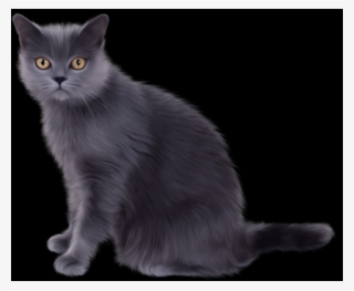 Free Cat Png Images - Party