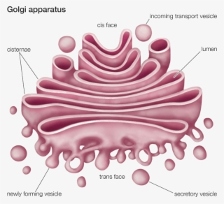 Image Of Golgi Apparatus For The Fundamental Unit Of - Golgi Apparatus