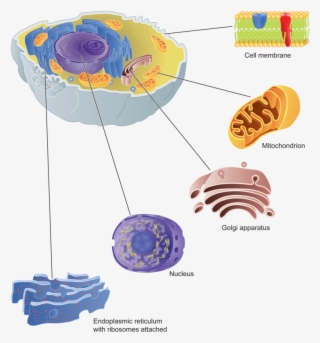 Clipart Freeuse Stock Cell Parts And Their - Golgi Apparat Png