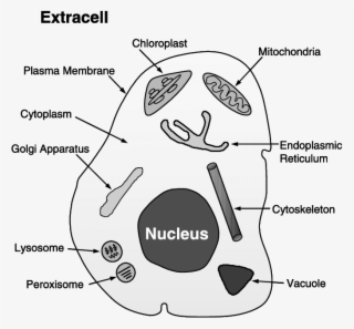 Cytoplasm, Cytoskeleton, Endoplasmic Reticulum, Extracell ...