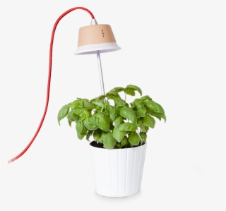 Chlorophyll Bulbo Collection - Lampada Per Vaso Cynara - Grigio