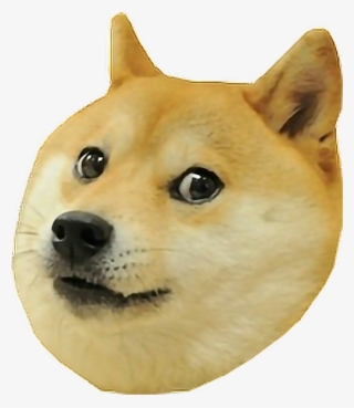 Doge Dog Doge Meme Memesfreetoedit