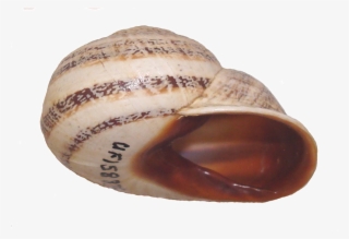 Otala Lactea Shell Side - Shell