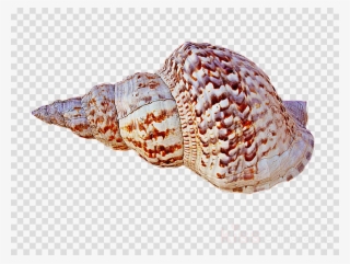 Caracola Png Clipart Caracola Conch - Caracola Png
