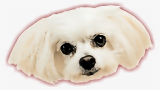 Report Abuse - Earless Seal