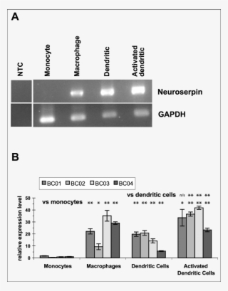 Of The Human Myeloid Lineage - Myeloid Tissue