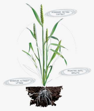 Nitrogen - Deficiency Symptons