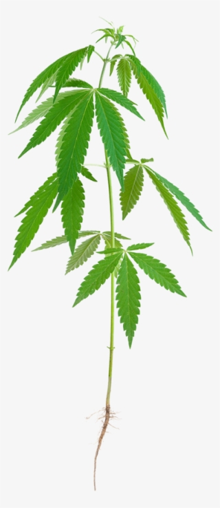 Roots - Stalk Of Hemp