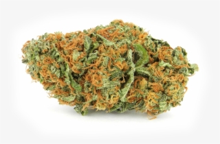 Tutte Le Varietà Ed Aziende Italiane - Ammi Weed