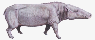 Anthracotherium Cropped - Anthracotherium