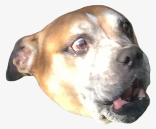 Cutout - Scared Dog Png