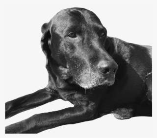 The Dog Days Are Almost Over - Recession