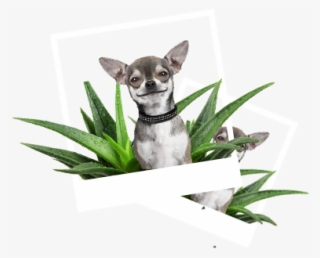 Our Product Lines - Hemingway's Chihuahua: Collection Paper Planes