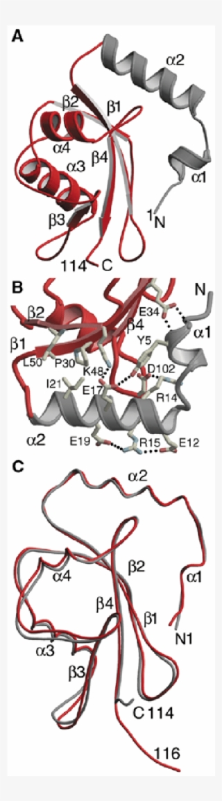 Ribbon Diagram Of Gabarap - Illustration