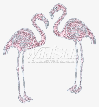 Pink Flamingos - Greater Flamingo