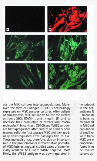 Alexa Fluor 488 Or Rhodamine Red 570 Immunofluorescence