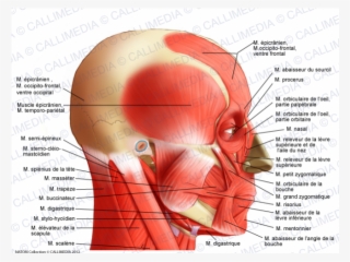 Muscular System - Temporoparietalis Muscle