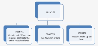 Muscular System - Utility Computing In Cloud Computing