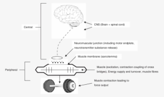 The Neuromuscular Pathway Leading To Muscular Contraction - Ich Kann Bankdrücken Mein Eigenes Gewicht Karte