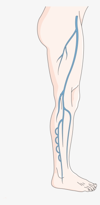 Download The Image - Circulatory System