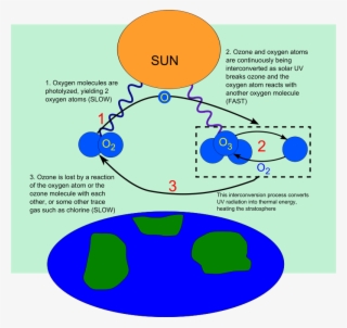 Free Eutrophisation Cycle Free Ozone Depletion - Effects Of Ozone Layer Depletion Wikipedia