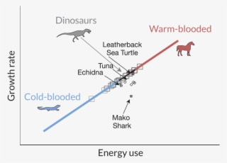 Hot Blooded Or Cold Blood Or In Between - Warm Blooded And Cold Blood