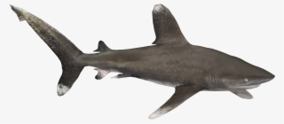 Oceanic Whitetip Shark - T-shirt