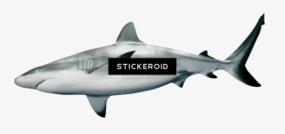 Shark Sharks - Black Tip Reef Shark Transparent
