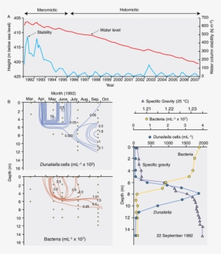 Biodynamics In The Dead Sea, Middle East - Halobacteriaceae