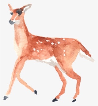 Png De Ornamentação Transparente Para Os Passarinhos - Watercolor Deer Clipart