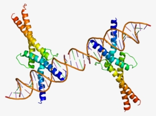 Protein Srebf1 Pdb 1am9 - Proteina 2 De Union Al Elemento Regulador De Esteroles
