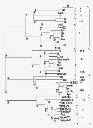 Phylogenetic Tree Of Aligned N Orf Of Members Of The - Diagram